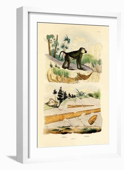 Baboon, 1833-39-null-Framed Giclee Print