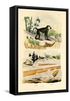 Baboon, 1833-39-null-Framed Stretched Canvas