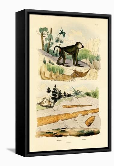 Baboon, 1833-39-null-Framed Stretched Canvas