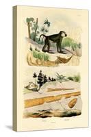 Baboon, 1833-39-null-Stretched Canvas
