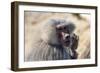 Baboon, Abha, Kingdom of Saudi Arabia, Middle East-Michael Runkel-Framed Photographic Print