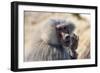 Baboon, Abha, Kingdom of Saudi Arabia, Middle East-Michael Runkel-Framed Photographic Print