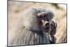 Baboon, Abha, Kingdom of Saudi Arabia, Middle East-Michael Runkel-Mounted Photographic Print