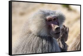 Baboon, Abha, Kingdom of Saudi Arabia, Middle East-Michael Runkel-Framed Stretched Canvas