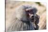 Baboon, Abha, Kingdom of Saudi Arabia, Middle East-Michael Runkel-Stretched Canvas