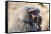 Baboon, Abha, Kingdom of Saudi Arabia, Middle East-Michael Runkel-Framed Stretched Canvas