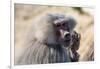 Baboon, Abha, Kingdom of Saudi Arabia, Middle East-Michael Runkel-Framed Photographic Print