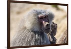 Baboon, Abha, Kingdom of Saudi Arabia, Middle East-Michael Runkel-Framed Photographic Print