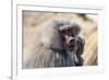 Baboon, Abha, Kingdom of Saudi Arabia, Middle East-Michael Runkel-Framed Photographic Print