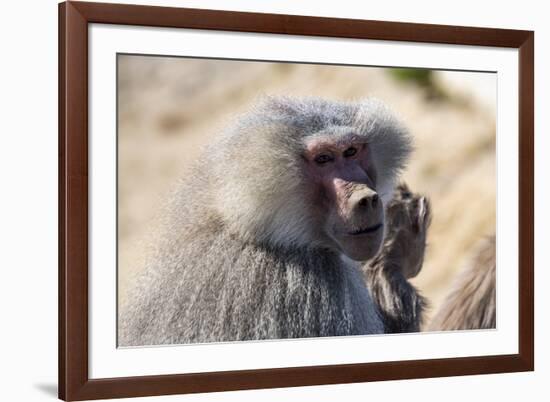 Baboon, Abha, Kingdom of Saudi Arabia, Middle East-Michael Runkel-Framed Photographic Print