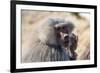 Baboon, Abha, Kingdom of Saudi Arabia, Middle East-Michael Runkel-Framed Photographic Print