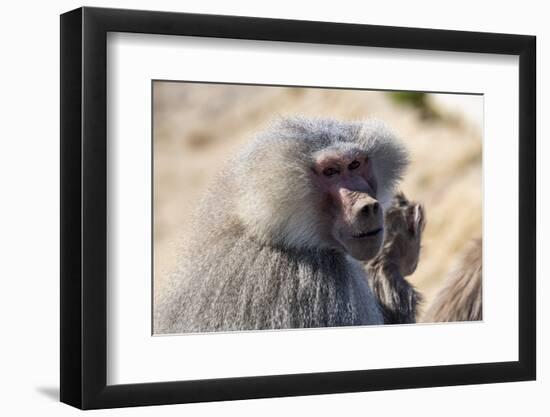 Baboon, Abha, Kingdom of Saudi Arabia, Middle East-Michael Runkel-Framed Photographic Print