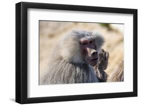 Baboon, Abha, Kingdom of Saudi Arabia, Middle East-Michael Runkel-Framed Photographic Print