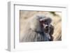 Baboon, Abha, Kingdom of Saudi Arabia, Middle East-Michael Runkel-Framed Photographic Print