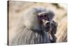 Baboon, Abha, Kingdom of Saudi Arabia, Middle East-Michael Runkel-Stretched Canvas