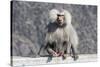 Baboon, Abha, Kingdom of Saudi Arabia, Middle East-Michael Runkel-Stretched Canvas