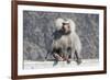 Baboon, Abha, Kingdom of Saudi Arabia, Middle East-Michael Runkel-Framed Photographic Print