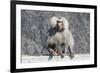 Baboon, Abha, Kingdom of Saudi Arabia, Middle East-Michael Runkel-Framed Photographic Print