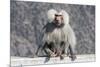 Baboon, Abha, Kingdom of Saudi Arabia, Middle East-Michael Runkel-Mounted Photographic Print