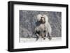 Baboon, Abha, Kingdom of Saudi Arabia, Middle East-Michael Runkel-Framed Photographic Print