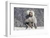 Baboon, Abha, Kingdom of Saudi Arabia, Middle East-Michael Runkel-Framed Photographic Print