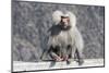 Baboon, Abha, Kingdom of Saudi Arabia, Middle East-Michael Runkel-Mounted Photographic Print