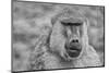 Baboon, Amboseli National Park, Africa-John Wilson-Mounted Photographic Print