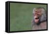 Baboon Baring Teeth-DLILLC-Framed Stretched Canvas