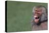 Baboon Baring Teeth-DLILLC-Stretched Canvas