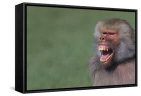 Baboon Baring Teeth-DLILLC-Framed Stretched Canvas