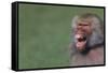 Baboon Baring Teeth-DLILLC-Framed Stretched Canvas