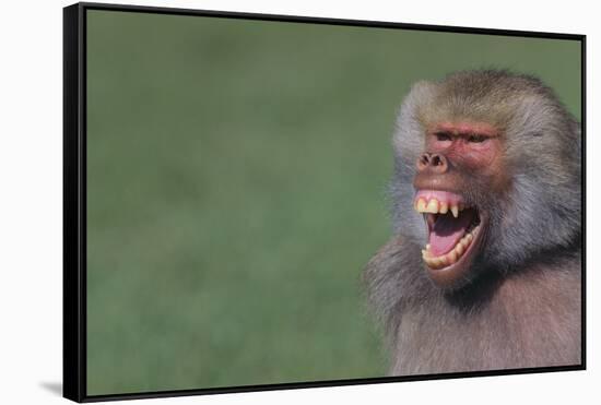 Baboon Baring Teeth-DLILLC-Framed Stretched Canvas