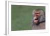 Baboon Baring Teeth-DLILLC-Framed Photographic Print