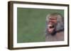 Baboon Baring Teeth-DLILLC-Framed Photographic Print