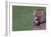 Baboon Baring Teeth-DLILLC-Framed Photographic Print