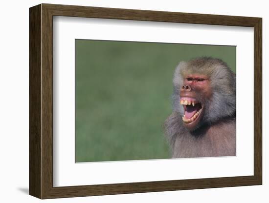 Baboon Baring Teeth-DLILLC-Framed Photographic Print