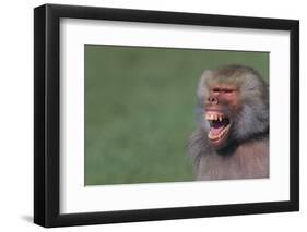 Baboon Baring Teeth-DLILLC-Framed Photographic Print