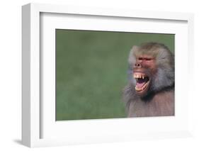 Baboon Baring Teeth-DLILLC-Framed Photographic Print