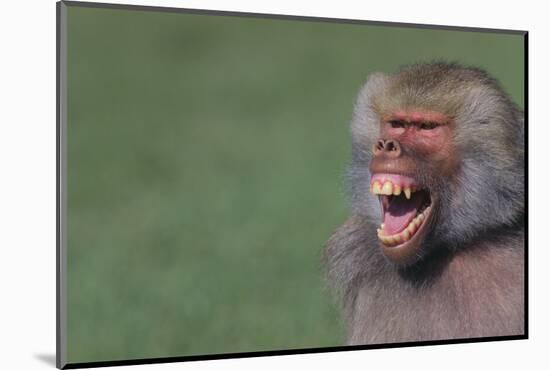 Baboon Baring Teeth-DLILLC-Mounted Photographic Print