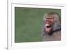 Baboon Baring Teeth-DLILLC-Framed Photographic Print
