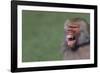 Baboon Baring Teeth-DLILLC-Framed Photographic Print