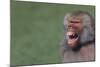 Baboon Baring Teeth-DLILLC-Mounted Photographic Print