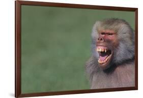 Baboon Baring Teeth-DLILLC-Framed Photographic Print