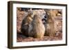 Baboon family, Botswana, Africa-Karen Deakin-Framed Photographic Print