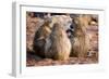 Baboon family, Botswana, Africa-Karen Deakin-Framed Photographic Print