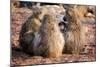 Baboon family, Botswana, Africa-Karen Deakin-Mounted Photographic Print