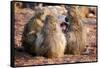 Baboon family, Botswana, Africa-Karen Deakin-Framed Stretched Canvas