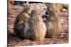 Baboon family, Botswana, Africa-Karen Deakin-Stretched Canvas