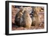 Baboon family, Botswana, Africa-Karen Deakin-Framed Premium Photographic Print