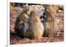 Baboon family, Botswana, Africa-Karen Deakin-Framed Photographic Print